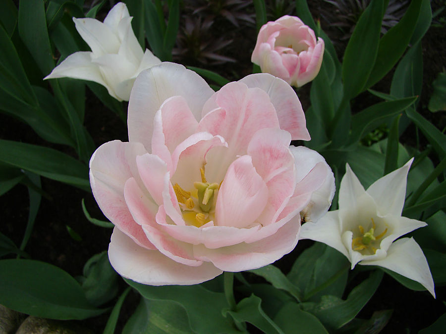 Девочки! Весна! Москва, Россия