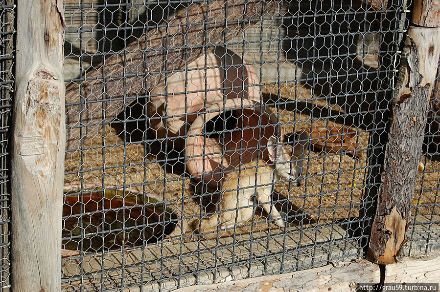 Зоопарк в Картаж-ленде