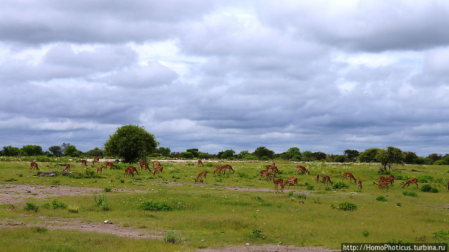 стадо женских особей импалы Этоша Национальный Парк, Намибия