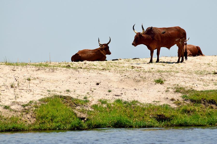 Намибийские коровы. Эх, территория Намибии была так близко, но нам ее не зачли Национальный парк Чобе, Ботсвана