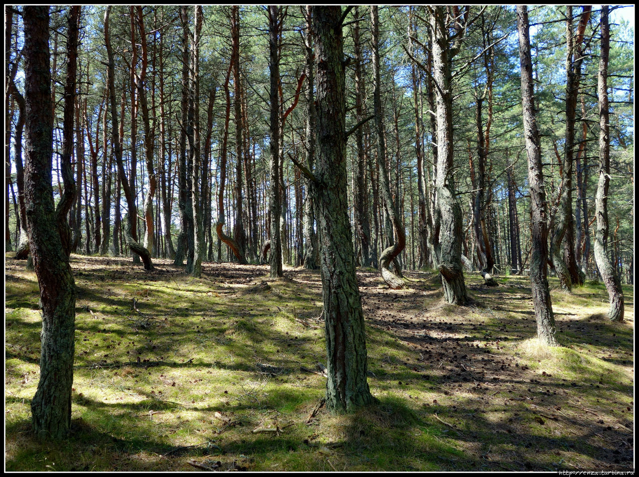 Куршская коса. И на песке растут деревья