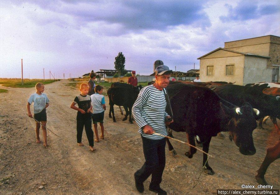 а вечером коровы приходят с пастбища, не поверишь, что 21 век