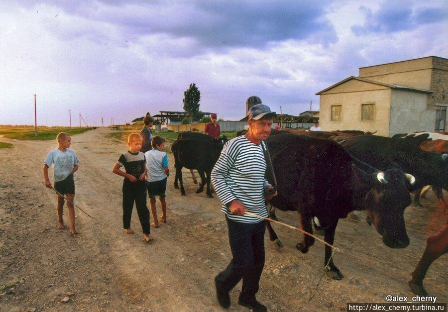 а вечером коровы приходят с пастбища, не поверишь, что 21 век Херсон, Украина