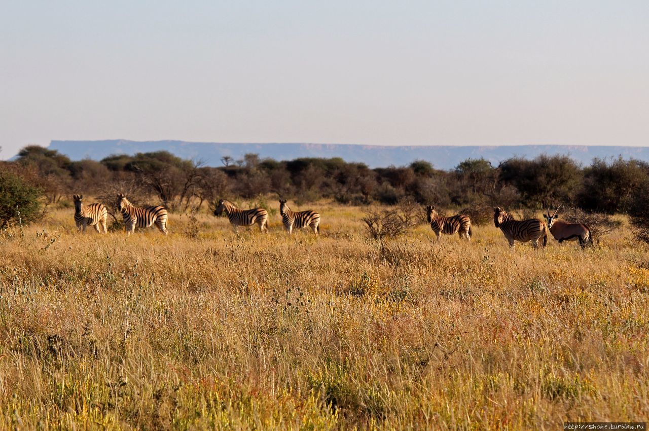 Утреннее сафари в Эринди, или 