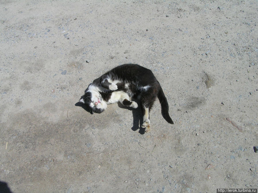 Золочевский замковый кот.