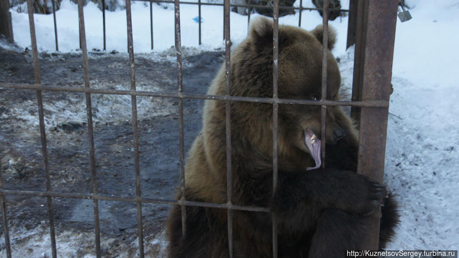 Медведи в этнокультурном комплексе Кайныран Камчатский край, Россия