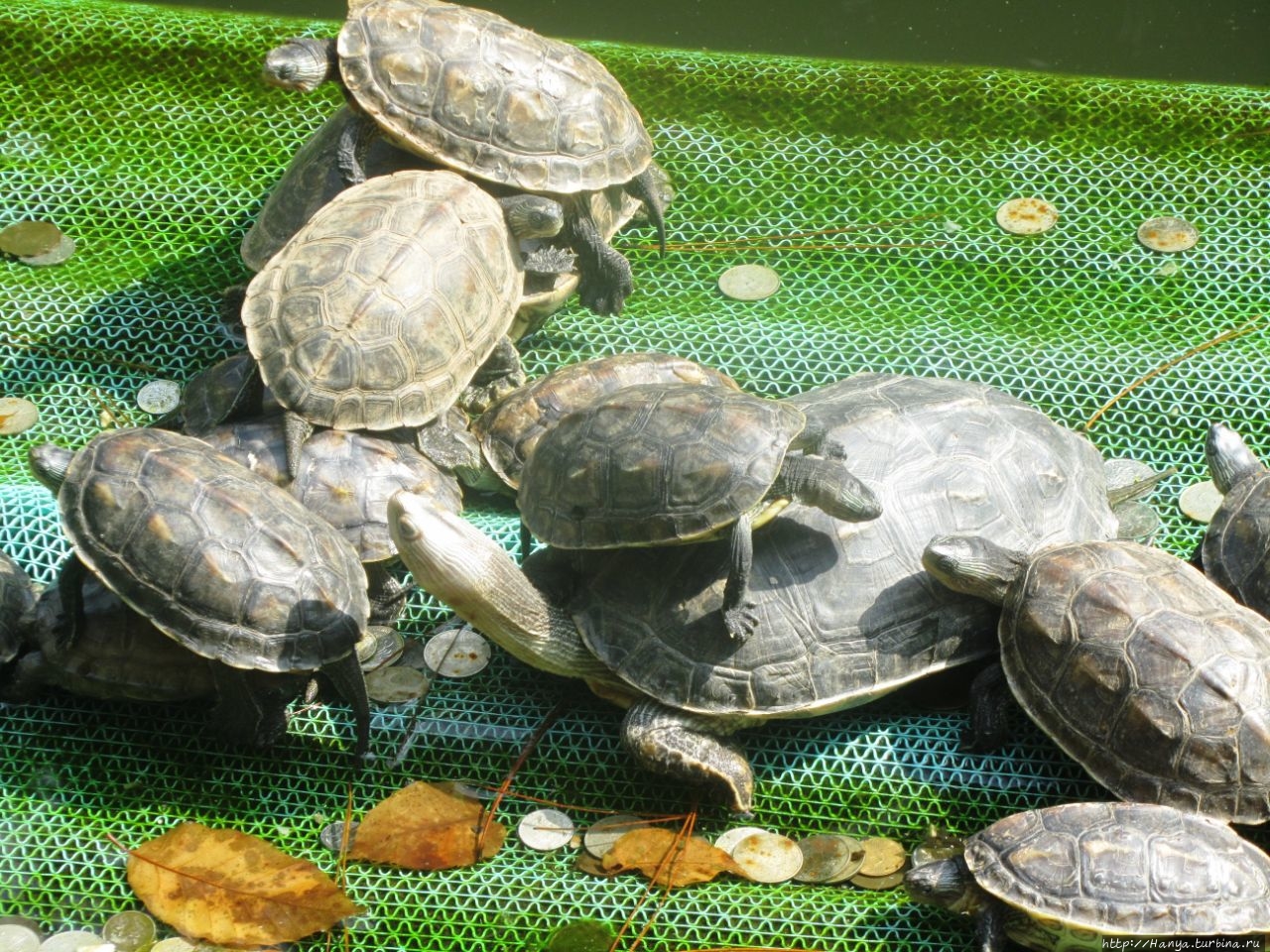 Пруд с черепахами Чжанцзяцзе Национальный Лесной Парк (Парк Аватар), Китай