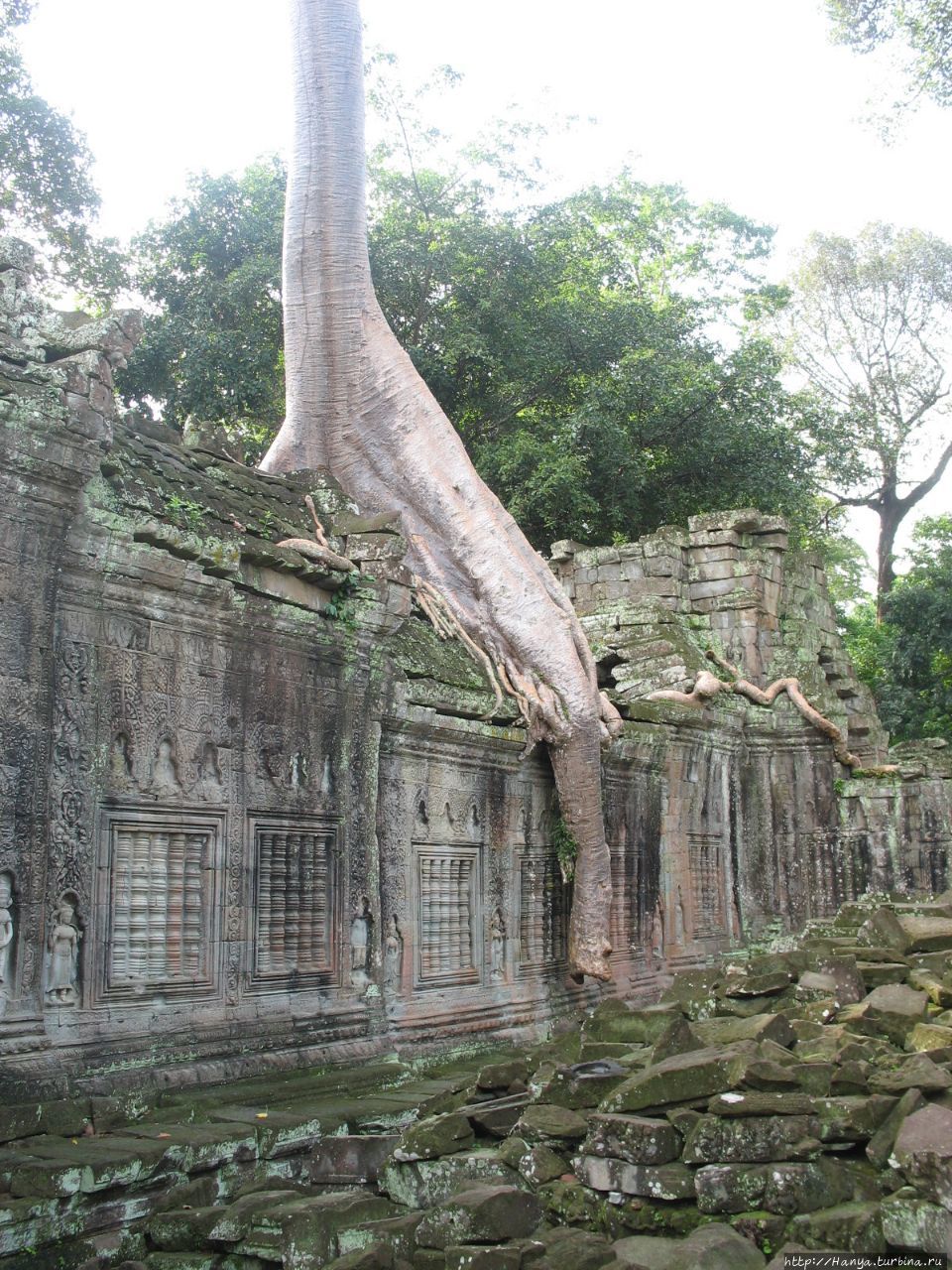 Деревья-опоры в храмовом комплексе Пре-Кхан Ангкор (столица государства кхмеров), Камбоджа