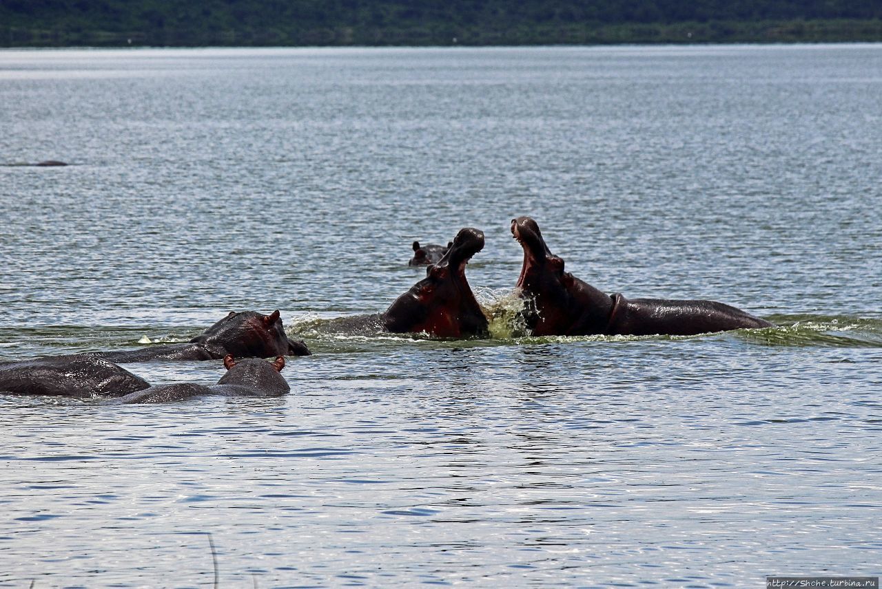 Бегемотиков нам в ленту Озеро Эдвард, Уганда