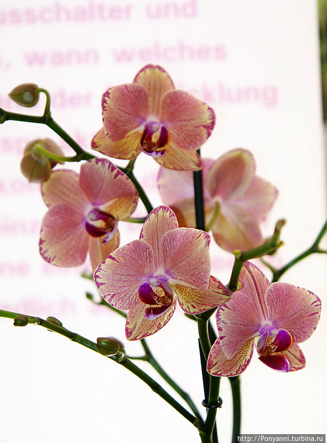 Орхидеи в замке Розенштайн Штутгарт, Германия