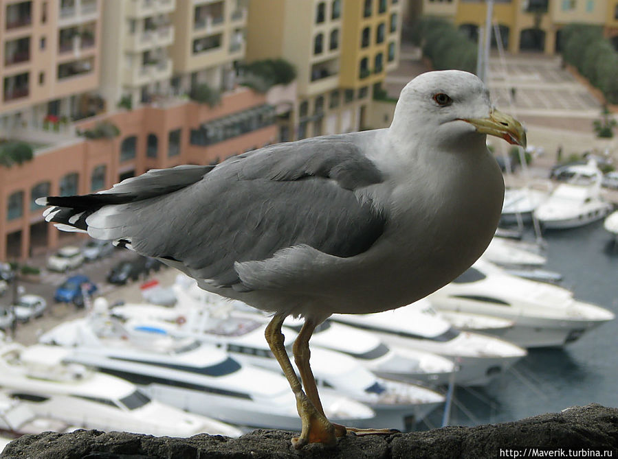 Местные чайки, откормленные, больше похожи на индюков.

Находясь в Монако действительно осознаешь, что это поистине Райское место, настоящий Эдем! Монако-Вилль, Монако