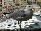 Местные чайки, откормленные, больше похожи на индюков.

Находясь в Монако действительно осознаешь, что это поистине Райское место, настоящий Эдем!