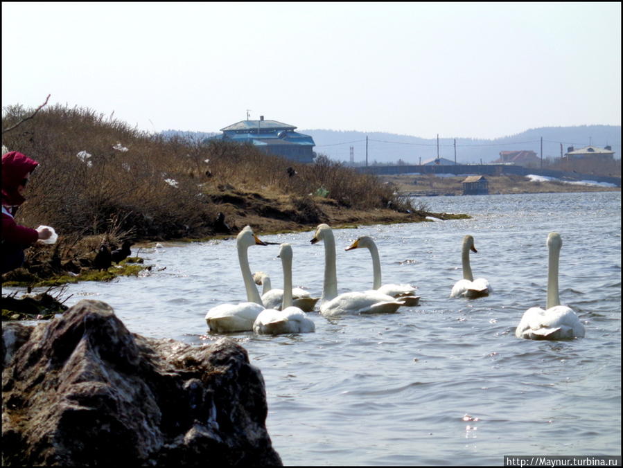 Пусть  летят  по  небу  лебеди... Южно-Сахалинск, Россия