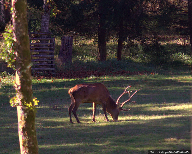 В природный парк Шёнбух — посмотреть на зверье Бёблинген, Германия