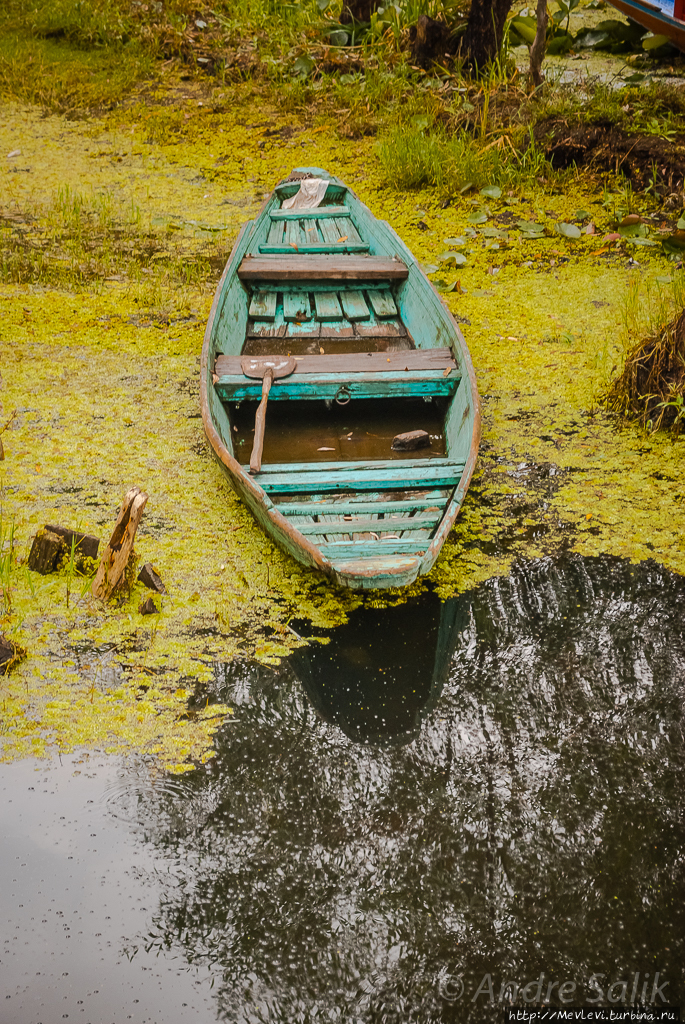 Волшебные лотосы озера Дал на рассвете Шринагар, Индия