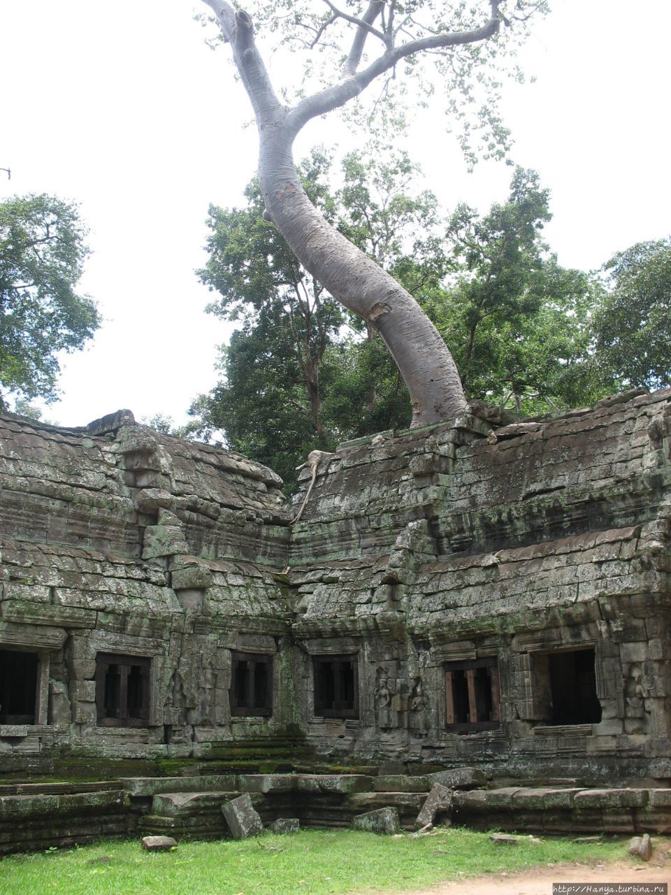 Деревья-душители в храмов