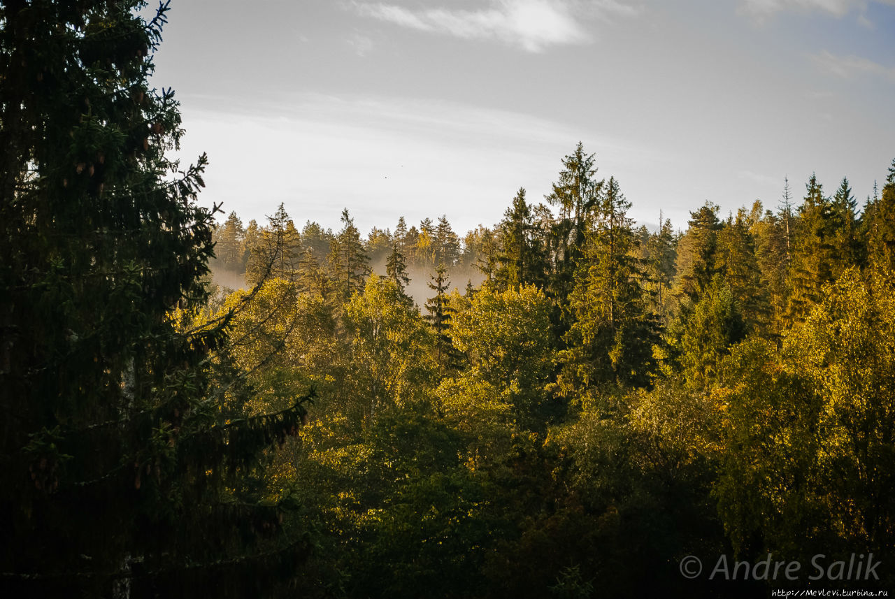 В лесу до рассвета Сигулда, Латвия
