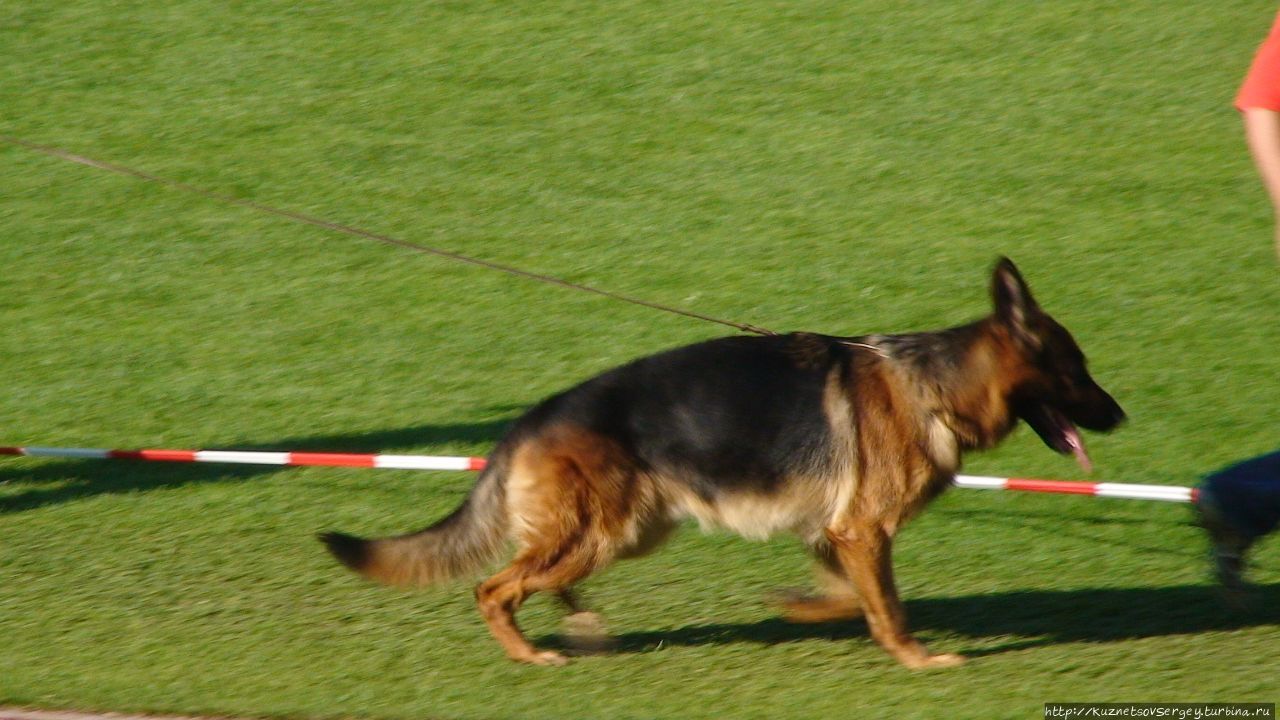 Зигер в Ульме Ульм, Германия