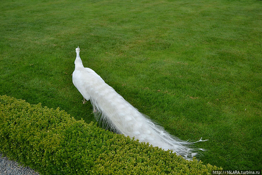 В саду расхаживают на воле белые павлины. Но для нас он не захотел расправить свой шикарный хвост.