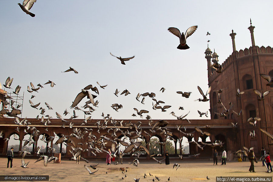 Раштрапати Бхаван, Ворота Индии, Джама Масджид Дели, Индия