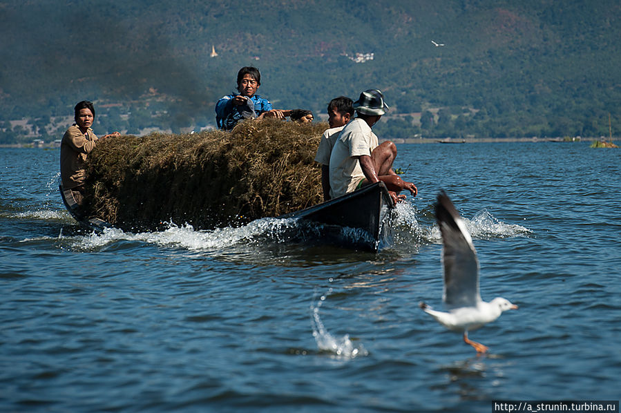 На озере Инле Озеро Инле, Мьянма
