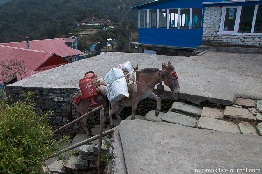 А вот уже груженные ослы доставляют все необходимое людям. Непал
