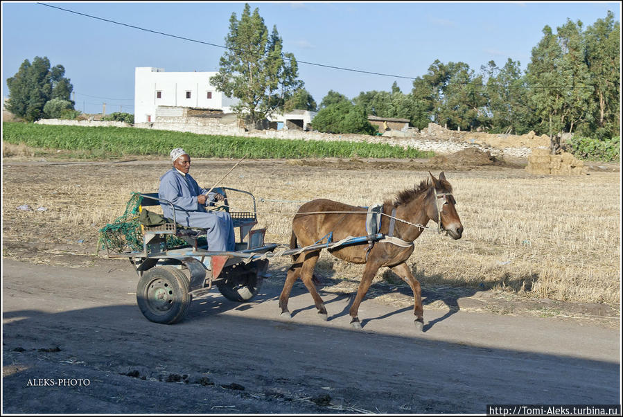 Самое древнее и традиционное средство передвижения — в Марокко оно чрезвычайно популярно...
*
