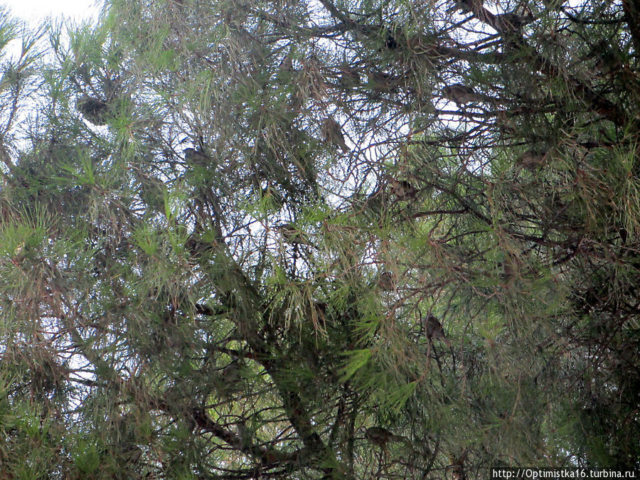 Птички своим щебетом сделали дерево звенящим Дидим, Турция
