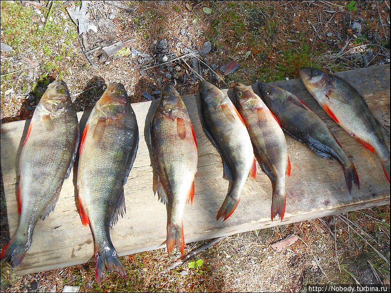 Рыбы поймали мало — но всё-таки поймали! Забайкальский край, Россия