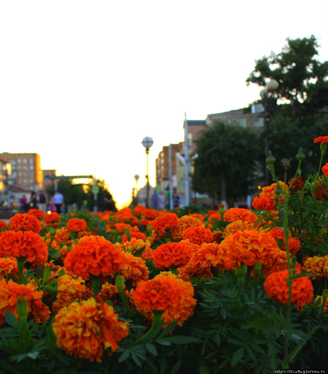 А рыжые бархатцы очень украшают виды Калуги.