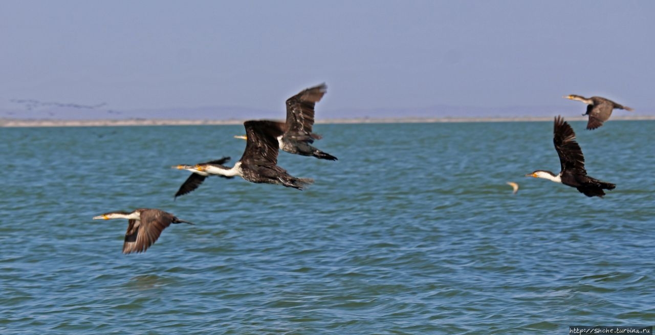 Озеро Туркана (Рудольф) озеро Туркана, Кения