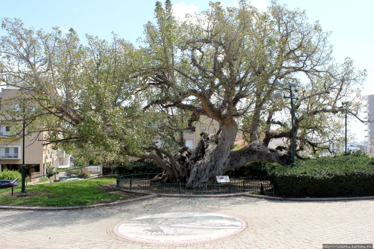 1000-летня Сикомора / Ficus sycomorus פיקוס השקמה