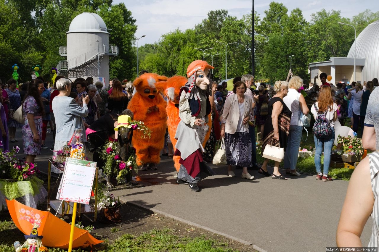 Прошлым летом, в цветочном городе. Новокузнецк, Россия