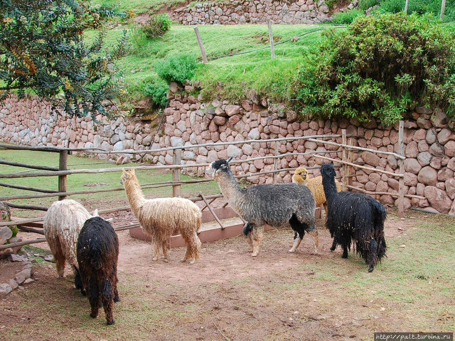 Семейство, для которого вольер — дом родной и рабочее место Регион Куско, Перу