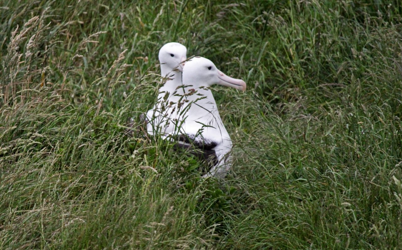 Центр королевских альбатросов Харингтон-Пойнт, Новая Зеландия