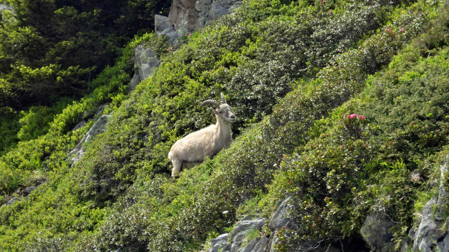 Спускаясь с перевала встретил одного местного жителя. Настоящий козёл! Шамони, Франция