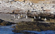 На одном из островов у Людерица живет колония пингвинов совместно с фламинго. Неожиданное соседство.
