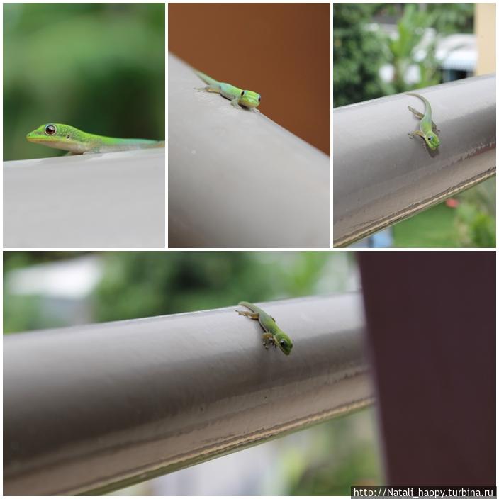 Мои чудовища Сен-Дени, Реюньон