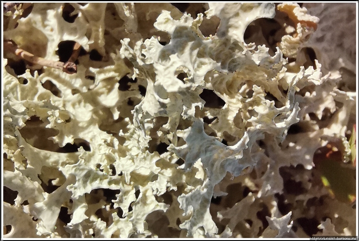 Так вот ты какой — ягель! :)) Кандалакша, Россия