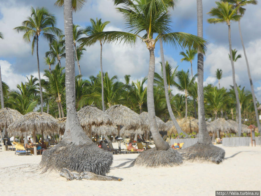 Пальмы Кана на пляже Доминика