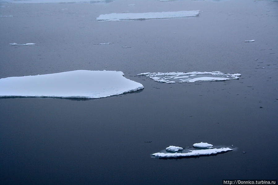 рот до ушей или все что осталось от лягушки...