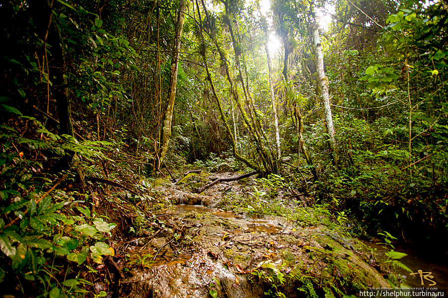 А дальше началась передача Выжить любой ценой. Тропический лес — шикарный. Куба