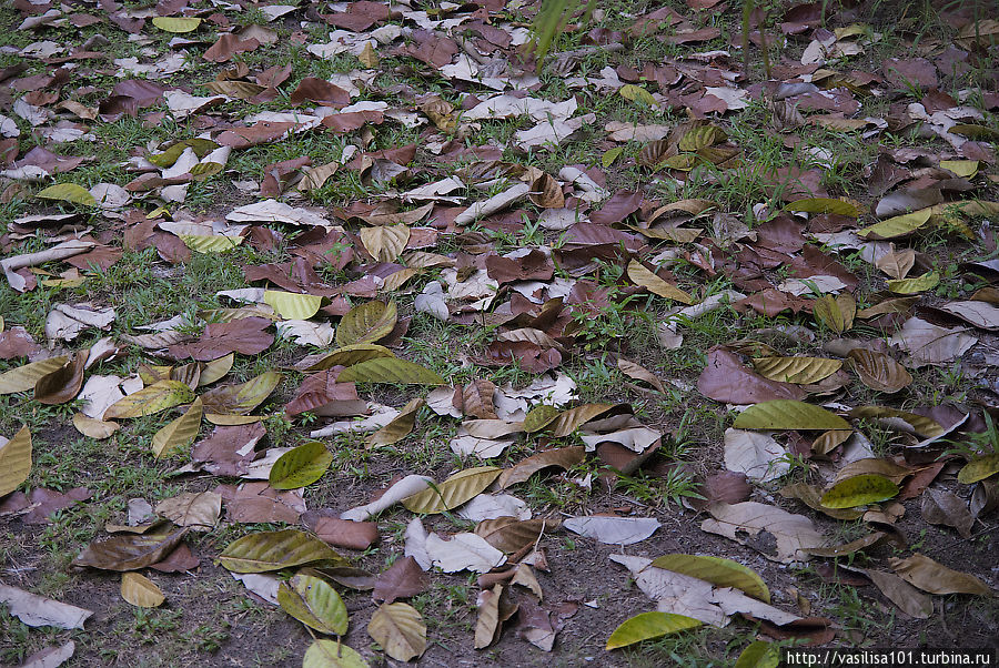 ЮВА 2012 — Дни 4-5 — Ко Чанг Остров Ко-Чанг, Таиланд