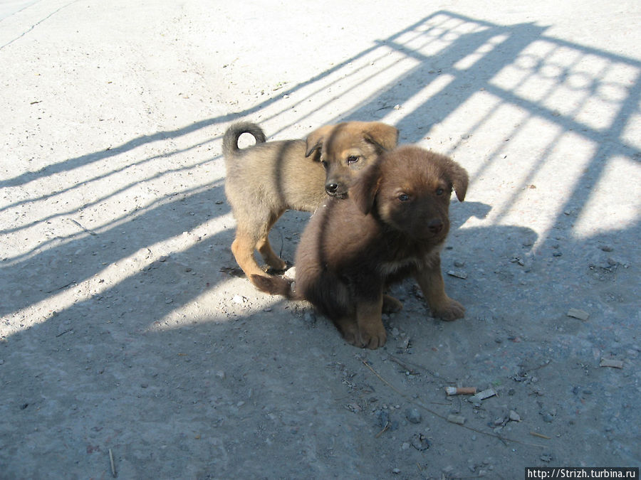 Клевые щенки в Ласпи Балаклава, Россия