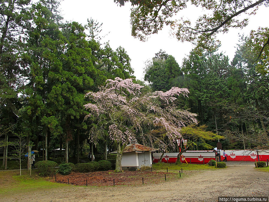 Снег из лепестков сакуры в храмовом комплексе Дайгодзи Киото, Япония