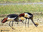 та самая Gray Crowned Crane