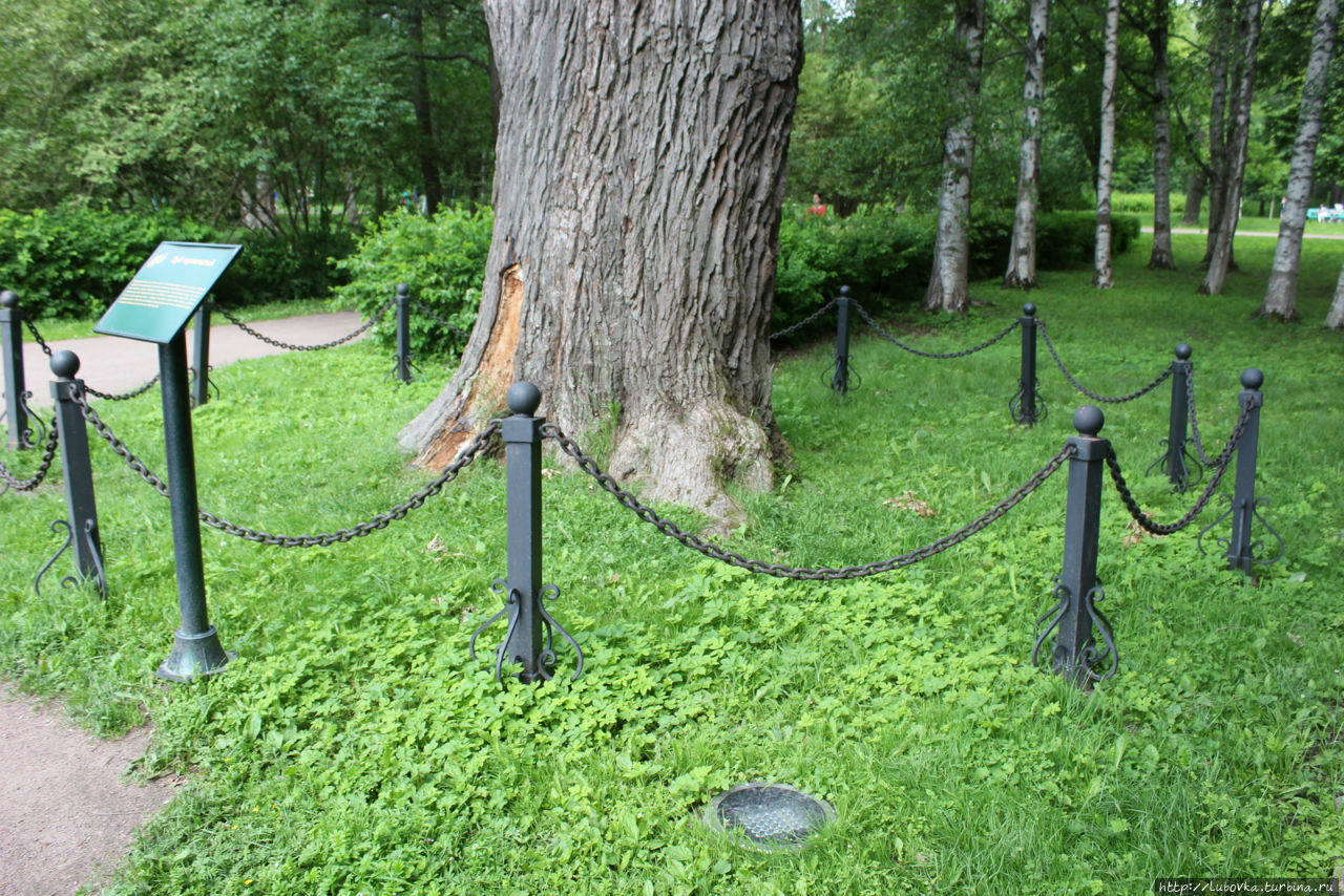 Вечерняя подсветка двух Дубов в парке. Сестрорецк, Россия