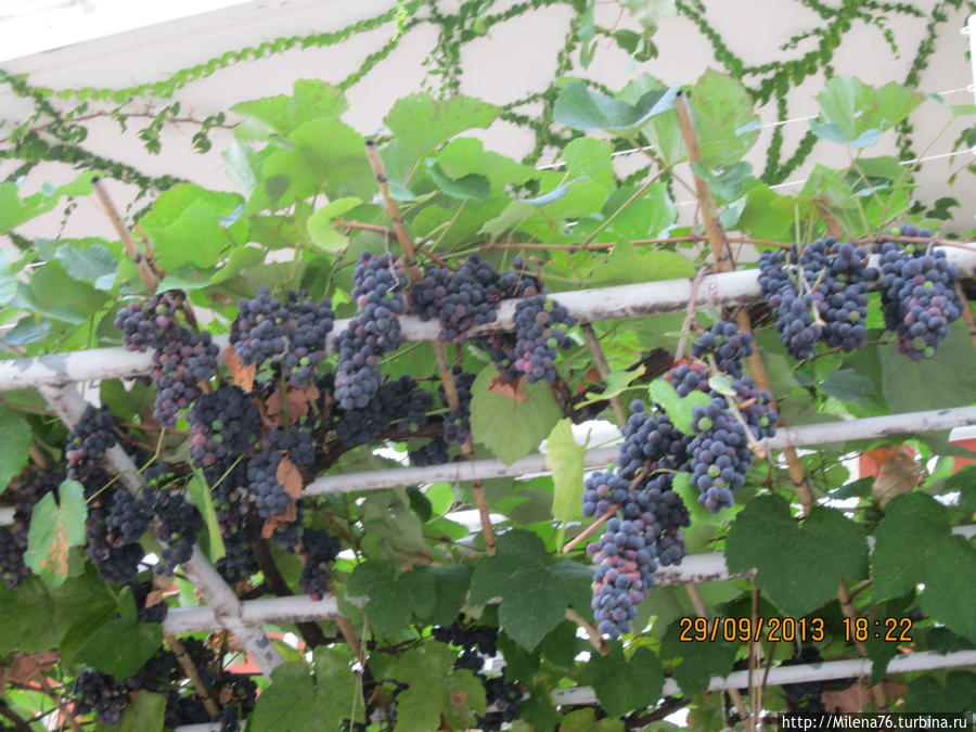 Виноград растет везде Будва, Черногория