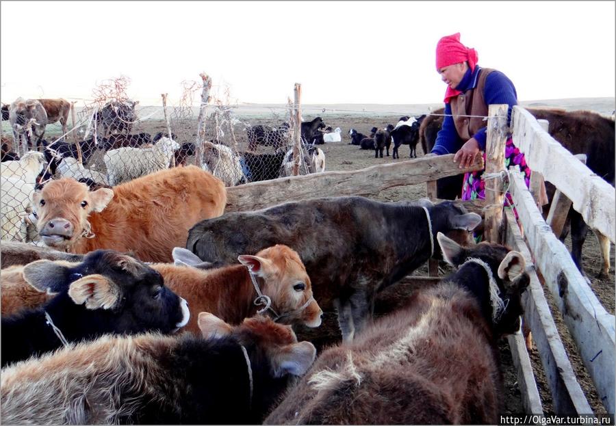 В очередь, коровьи дети, в очередь! Не толпитесь, всех накормят... Озеро Сон-Куль, Киргизия