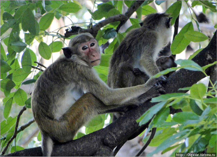 Обезьяны здесь тоже водятся, куда ж без них... Уилпатту Национальный Парк, Шри-Ланка